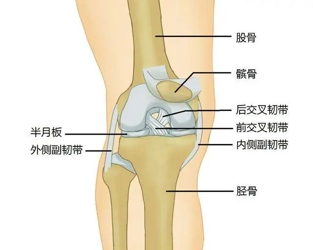 全膝关节置换术后康复注意事项1.jpg
